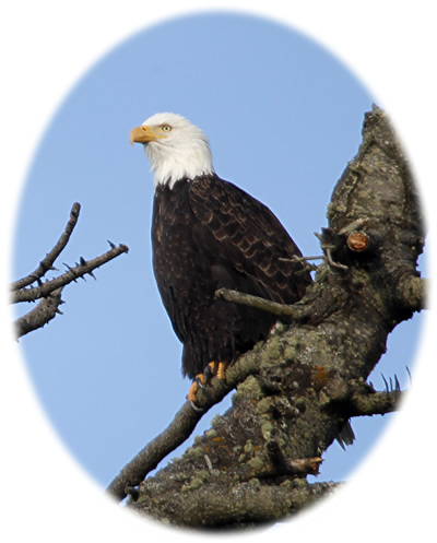 Bald Eagle, Sequim, Washington