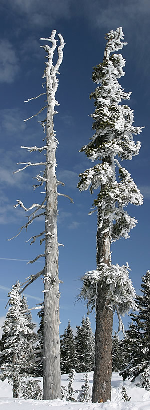 Hurricane Ridge, Olympic Mountains